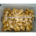 New crop fresh ginger/Best price ginger/ Fresh ginger China